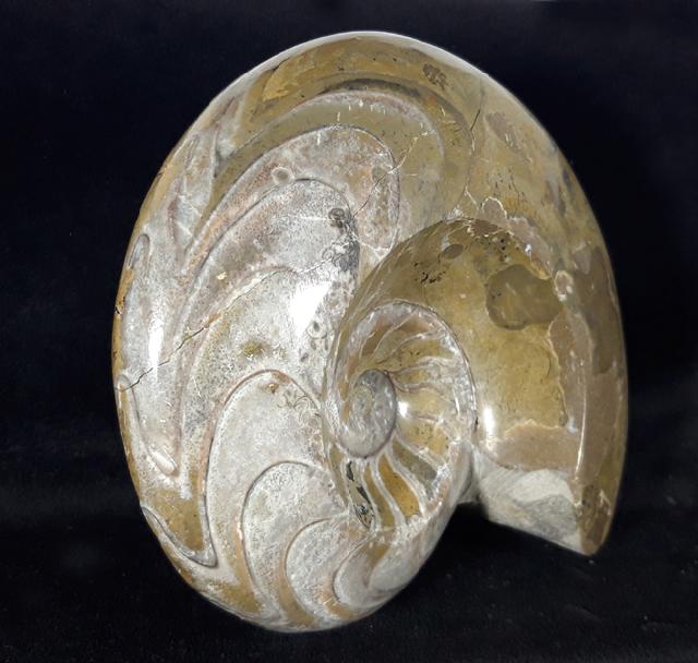 Manticoceras cf. intumescens (BEYRICH 1837) - Bild &copy; FossNet FossilienStore